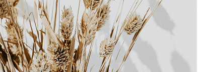 ドライフラワーの画像